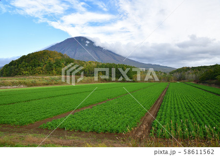 北海道真狩村で収穫間近のニンジン畑と羊蹄山(蝦夷富士)の風景を撮影 北海道真狩村で収穫間近のニンジン畑と羊蹄山(蝦夷富士)の風景を撮影 58611562