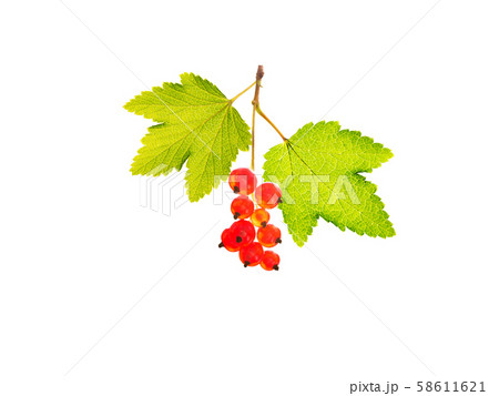Bunch of red currants with leaves Bunch of red currants with leaves 58611621
