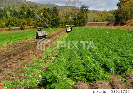 北海道真狩村でニンジンの収穫作業の風景を撮影 北海道真狩村でニンジンの収穫作業の風景を撮影 58611736