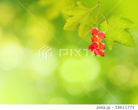 Bunch of red currants on the green blurred 58611773