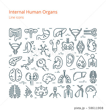 Large set of linear vector icons of human internal organs. 58611908