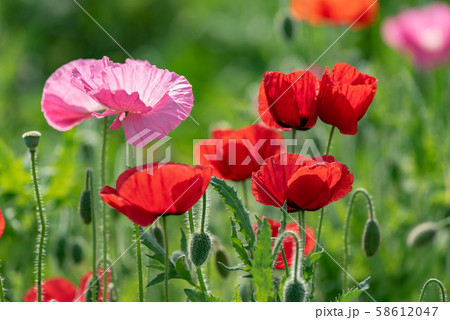 赤とピンクのポピーの花 ヒナゲシ の写真素材