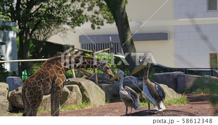 キリンとペリカン キリンとペリカン 58612348