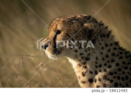 Close-up of cheetah sitting in long grass 58612485