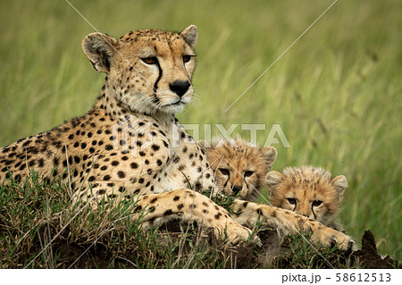 Close-up of cheetah lying with two cubs 58612513