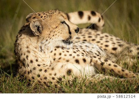 Close-up of cheetah lying with head up 58612514