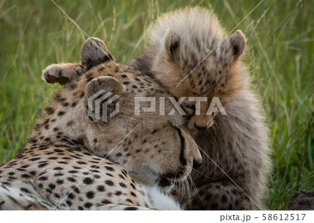 Close-up of cheetah lying nuzzling seated cub Close-up of cheetah lying nuzzling seated cub 58612517
