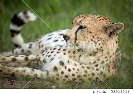 Close-up of cheetah lying in tall grass 58612518