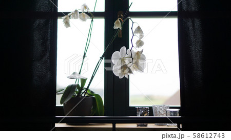 Flower pot near a big window. White orchid on the windowsill Flower pot near a big window. White orchid on the windowsill 58612743