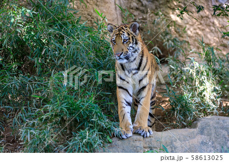多摩動物公園 アムールトラの子ども 58613025