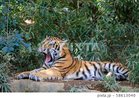 多摩動物公園 アムールトラの子ども 多摩動物公園 アムールトラの子ども 58613040