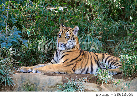 多摩動物公園 アムールトラの子ども 多摩動物公園 アムールトラの子ども 58613059
