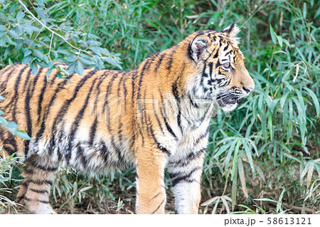 多摩動物公園 アムールトラの子ども 多摩動物公園 アムールトラの子ども 58613121