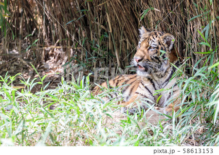 多摩動物公園 アムールトラの子ども 58613153