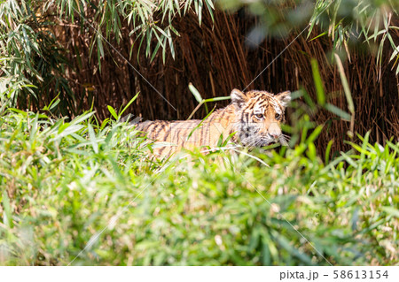 多摩動物公園 アムールトラの子ども 58613154