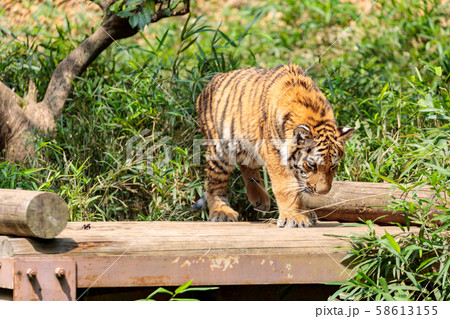 多摩動物公園 アムールトラの子ども 多摩動物公園 アムールトラの子ども 58613155