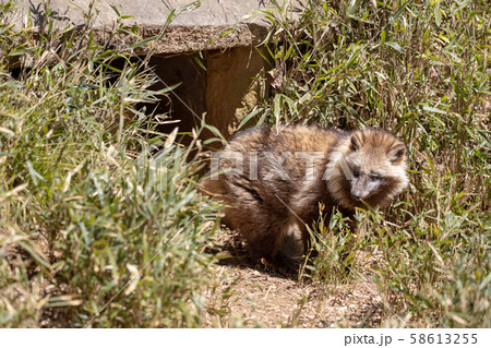 ホンドタヌキ 多摩動物公園 ホンドタヌキ 多摩動物公園 58613255