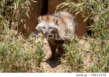 ホンドタヌキ 多摩動物公園 58613256