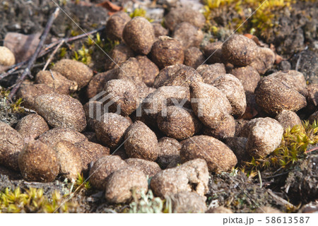 Pile of moose litter, which is used as fertilizer in the northern countries, in a pine forest, close 58613587
