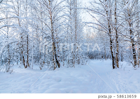 Snow-covered tree branches in the winter forest against the blue sky in the sunset light 58613659