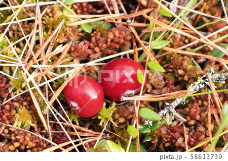 Two ripe red cranberries grow on the surface of swamp moss, close up 58613739