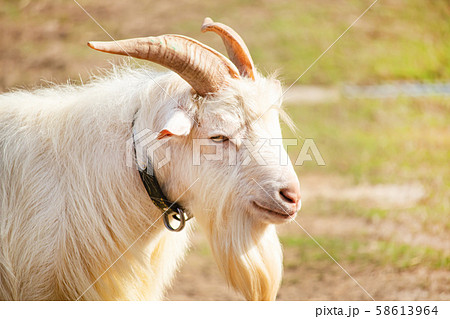 ヤギの横顔 58613964