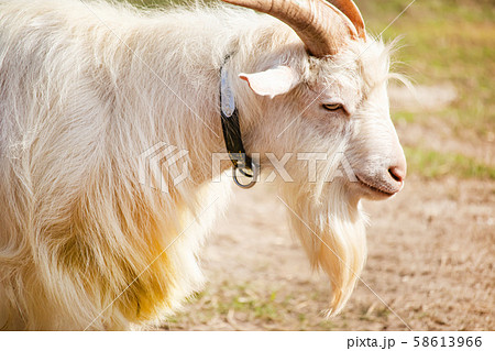 ヤギの横顔 ヤギの横顔 58613966