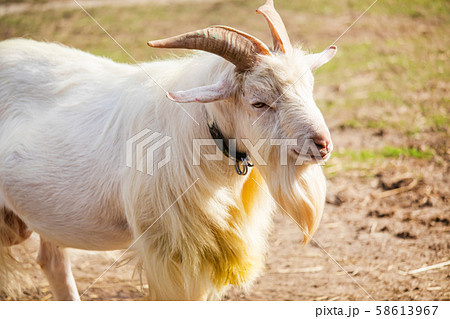 ヤギの横顔 ヤギの横顔 58613967
