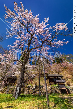 長野県・白馬村 満開の徹然桜の風景 長野県・白馬村 満開の徹然桜の風景 58614059