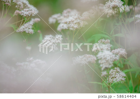 京都市西京区大原野で撮影した藤袴 58614404