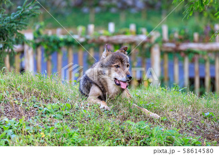 多摩動物公園,タイリクオオカミ(ハイイロオオカミ) 58614580