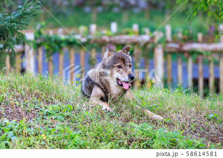 多摩動物公園,タイリクオオカミ(ハイイロオオカミ) 58614581