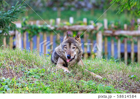 多摩動物公園,タイリクオオカミ(ハイイロオオカミ) 多摩動物公園,タイリクオオカミ(ハイイロオオカミ) 58614584