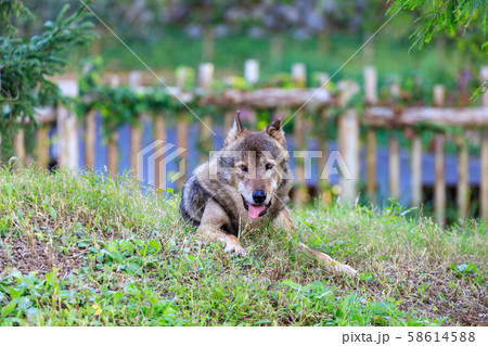 多摩動物公園,タイリクオオカミ(ハイイロオオカミ) 多摩動物公園,タイリクオオカミ(ハイイロオオカミ) 58614588