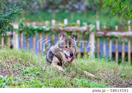多摩動物公園 タイリクオオカミ ハイイロオオカミ の写真素材