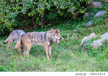 多摩動物公園,タイリクオオカミ(ハイイロオオカミ) 多摩動物公園,タイリクオオカミ(ハイイロオオカミ) 58614614