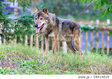 多摩動物公園 タイリクオオカミ ハイイロオオカミ の写真素材