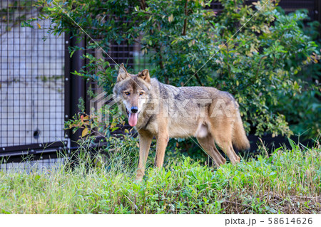 多摩動物公園 タイリクオオカミ ハイイロオオカミ の写真素材