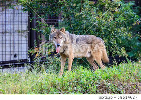 多摩動物公園,タイリクオオカミ(ハイイロオオカミ) 多摩動物公園,タイリクオオカミ(ハイイロオオカミ) 58614627