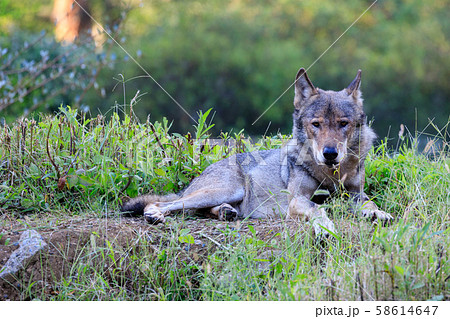 多摩動物公園 タイリクオオカミ ハイイロオオカミ の写真素材