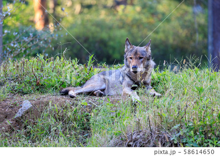 多摩動物公園 タイリクオオカミ ハイイロオオカミ の写真素材