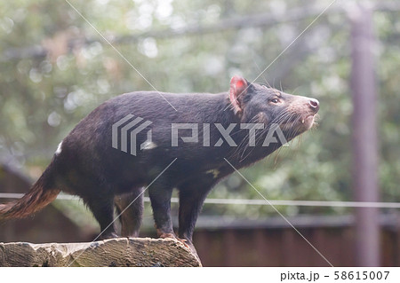 タスマニアデビル 多摩動物公園 58615007