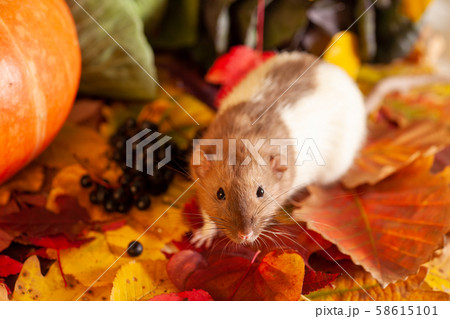 Rat sitting on colorful autumn leaves and looking 58615101