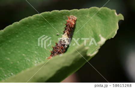 Close up of little brown and white caterpillar on 58615268
