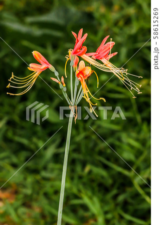 Close up of red queen lily or Eucrosia bicolor. 58615269