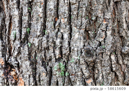 grooved bark on old trunk of linden tree 58615609