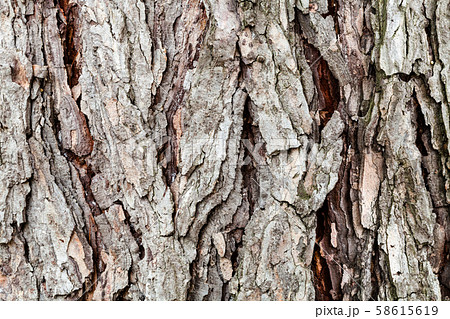 cracked bark on old trunk of larch tree close up 58615619