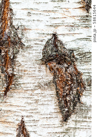 gnarled bark on trunk of birch tree close up gnarled bark on trunk of birch tree close up 58615644
