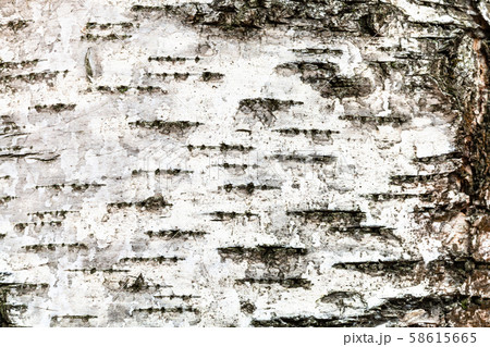 white bark on trunk of birch tree close up white bark on trunk of birch tree close up 58615665