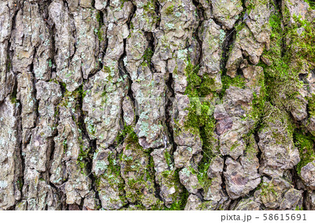 cracked bark on old trunk of alder tree close up 58615691